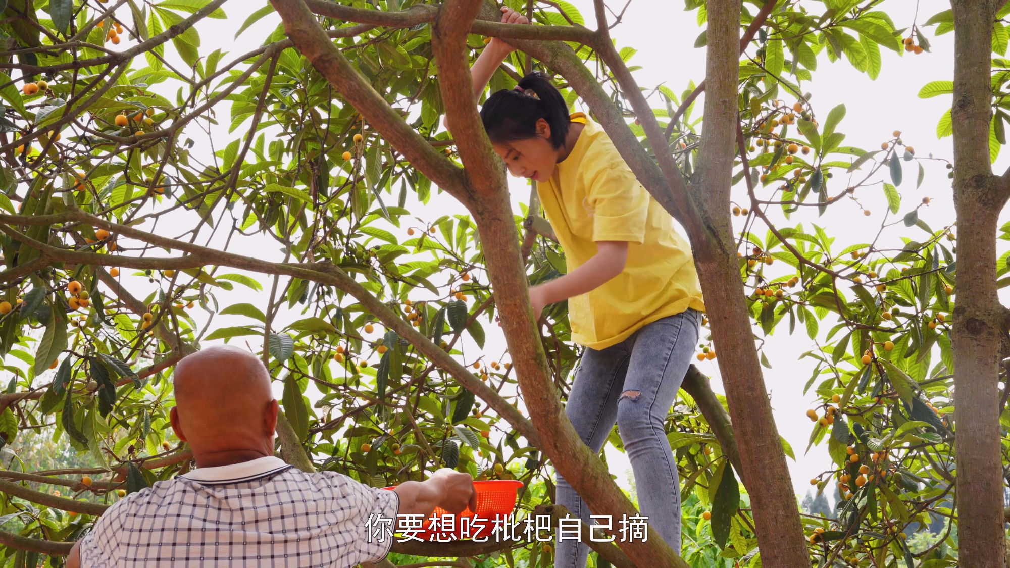 邻居家的枇杷无暇打理,天天被鸟儿无情偷吃,实在看不下去了